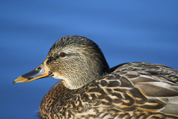 Duck with blue water background