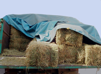 hay