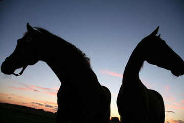 horses on a field 