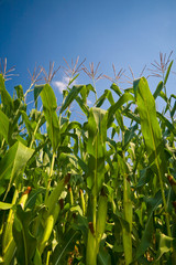 Obraz premium Maisfeld