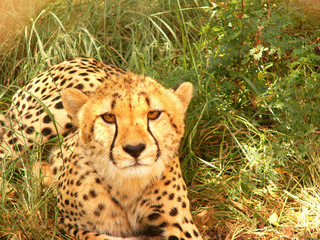Cheetah