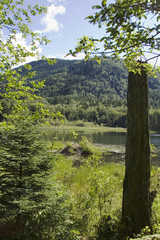 Peaking through the Woods at a Pond