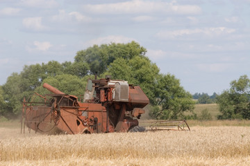 Fototapeta premium harvester combine working