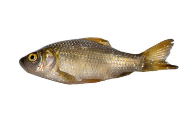 the crucian carp isolated on white background
