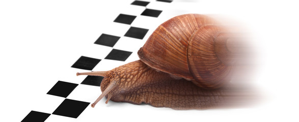 Snail racing
