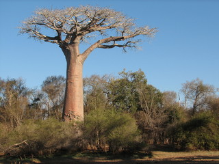 Fototapeta na wymiar baobab pasjans