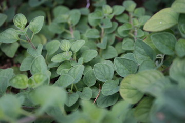 Fresh Oregano