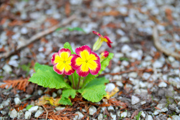 Trotziges Bl&uuml;mlein