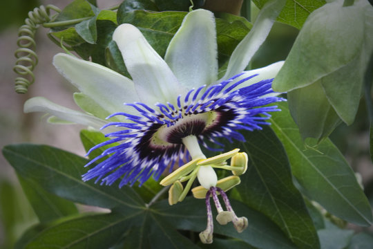 Exotic Passion Flower