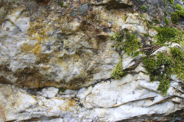 Moss, lichen and iron stains on white granite