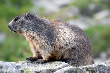 Petite marmotte