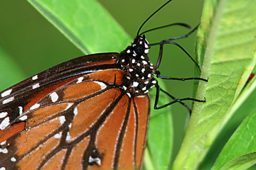 Butterfly in the Green Garden