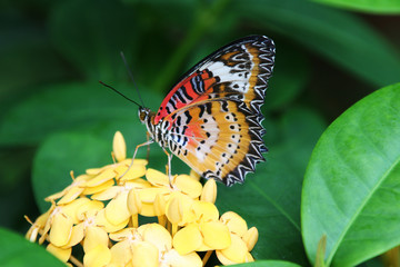 Beauty in the Garden