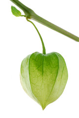 green physalis