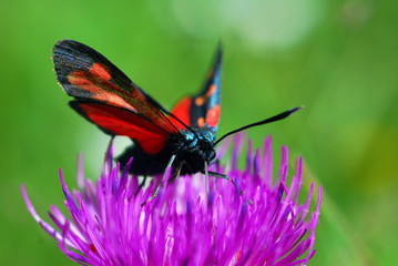 Papillon rouge et noir