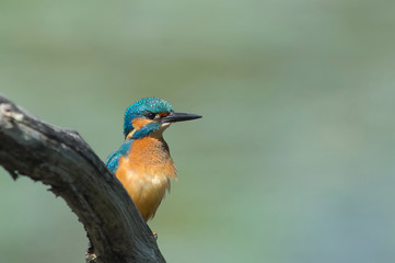  martin-p&ecirc;cheur eisvogel
