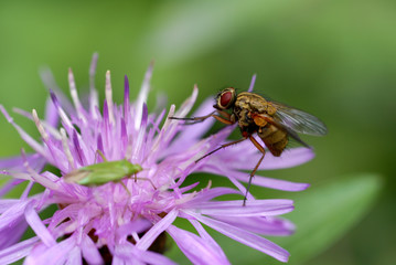 L'abeille et la fleur