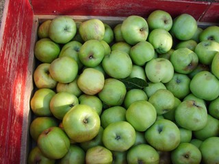 Apples in Crate