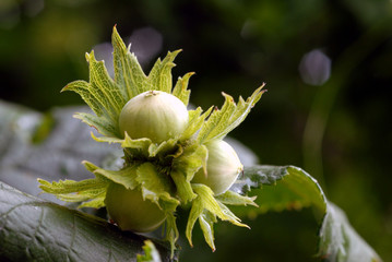 Les noisettes