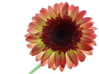 Gerbera Daisy