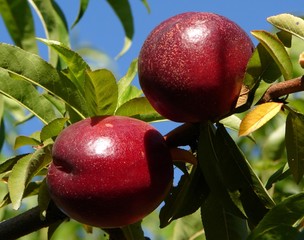 Nectarines & the Sky