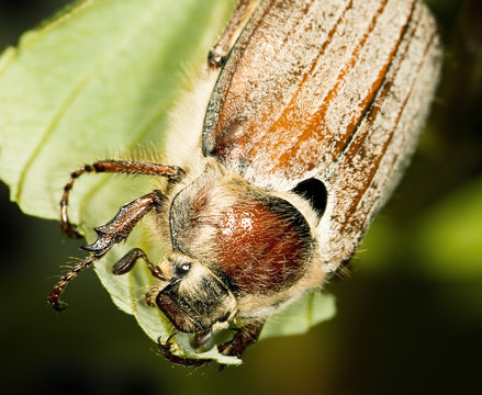 may bug (cockchafer, melolontha) in detail