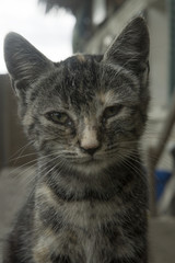 Italian inflamed alleycat ill with dirty eyes