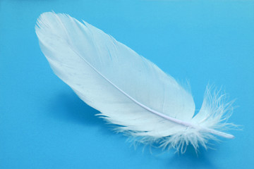 small feather close-up on a light blue background