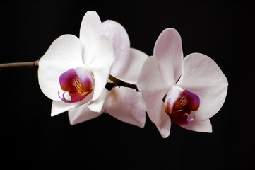 Naklejka na ściany i meble White orchid