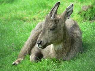 Resting Deer