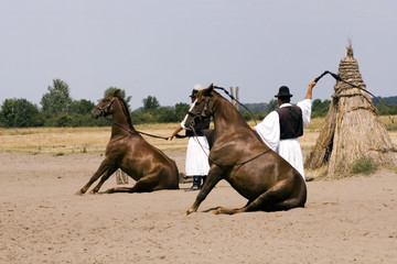 Naklejka premium Horse