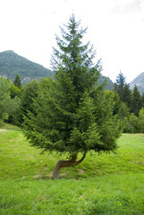 Albero curvo