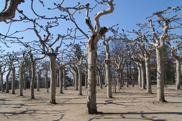 Platanen in Darmstadt