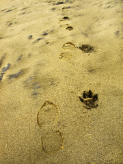Man foorprints and dog paw prints along on the sand surface
