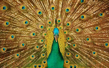 Store enrouleur tamisant sans perçage Paon Beautiful peacock