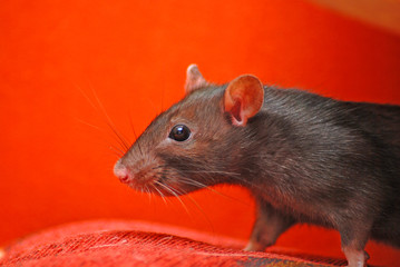 Schwarze Ratte erkundet die Umwelt