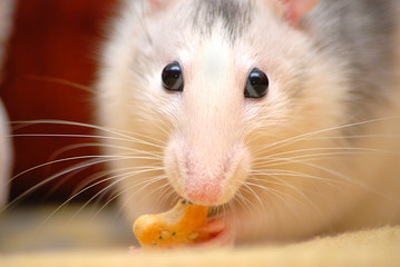 fressende Ratte mit Knopfaugen