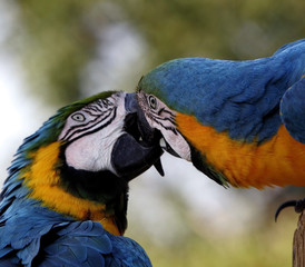 KISSING PAROTS