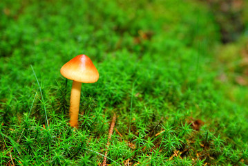 Trotziger kleiner Pilz