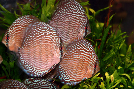 S&uuml;&szlig;wasseraquarium
