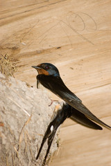 Hirondelle © alainmantin