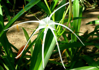 Spider lily-exotic flower