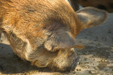 Obraz premium Kune Kune Pig