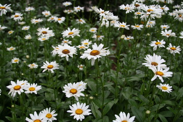 Fototapeta premium Daisy field