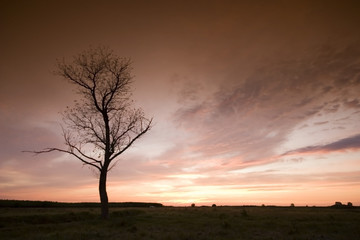 Fototapeta na wymiar Sunset wiht a tree