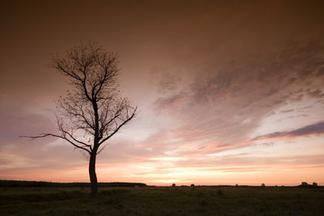 Obraz premium Sunset wiht a tree