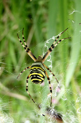 Argiope, belle araignée de campagne © Laurent Droz