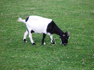 Chevre