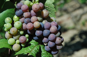 Raisin  - Vignes de la loire