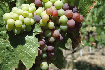 Grappe de raisin - Vignes